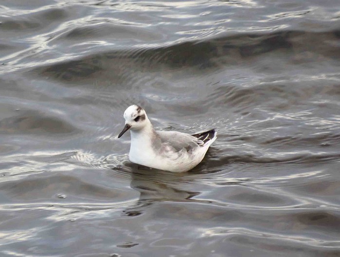 Grey Phalarope