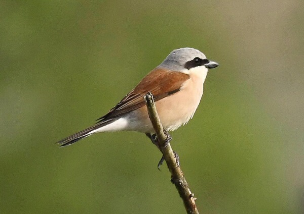 Red-backed Shrike