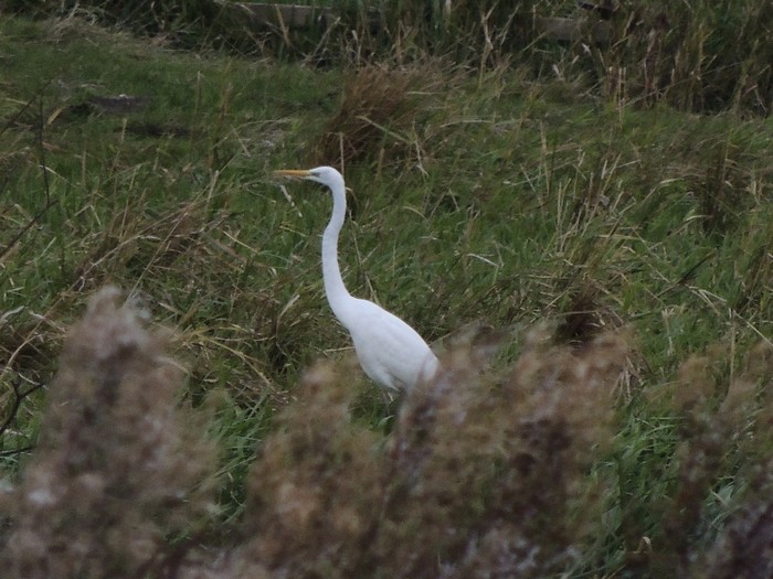 Great White Egret