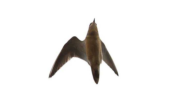 Dotterel