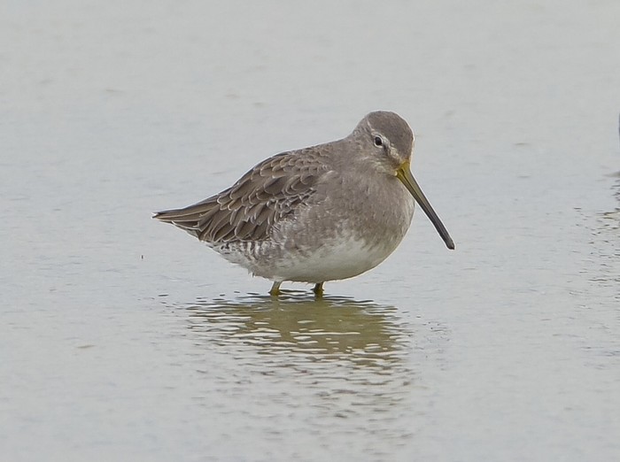 Long-billed Dowitcher
