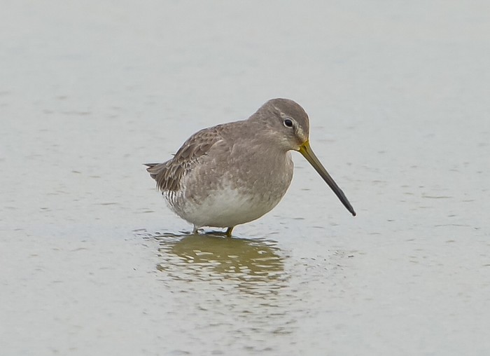 Long-billed Dowitcher