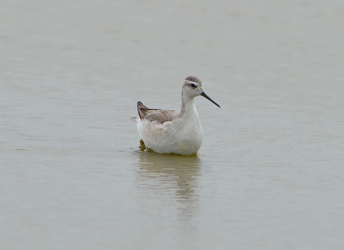 Wilson's Phalarope
