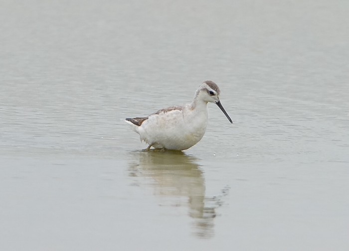 Wilson's Phalarope