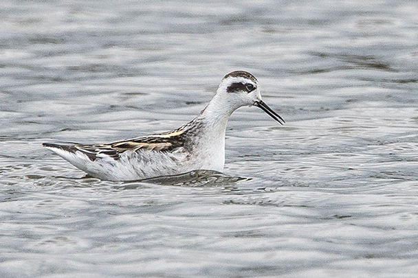 Red-necked Phalarope