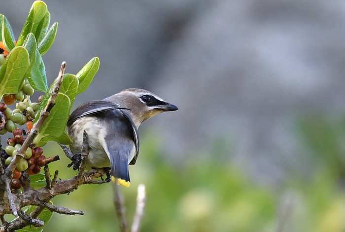 Cedar Waxwing