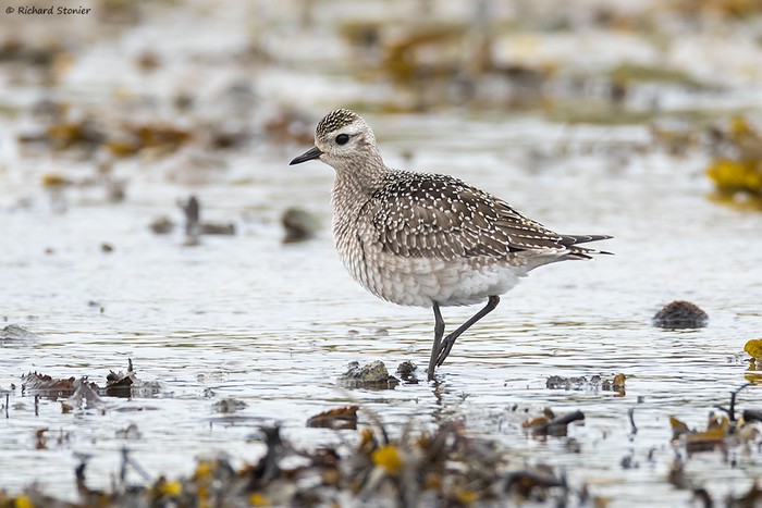 American Golden Plover