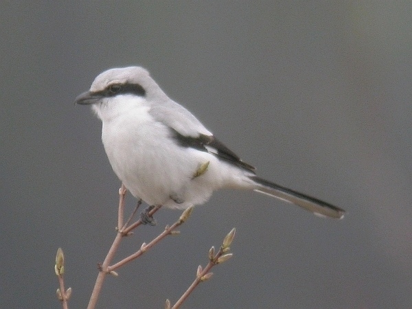 Great Grey Shrike