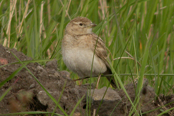 Short-toed Lark
