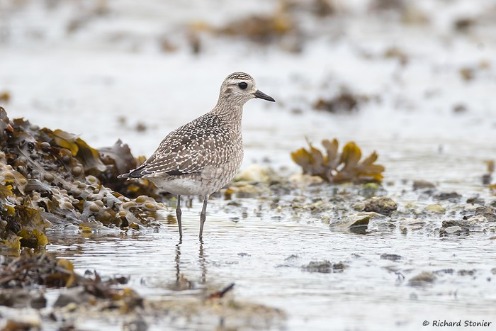 American Golden Plover
