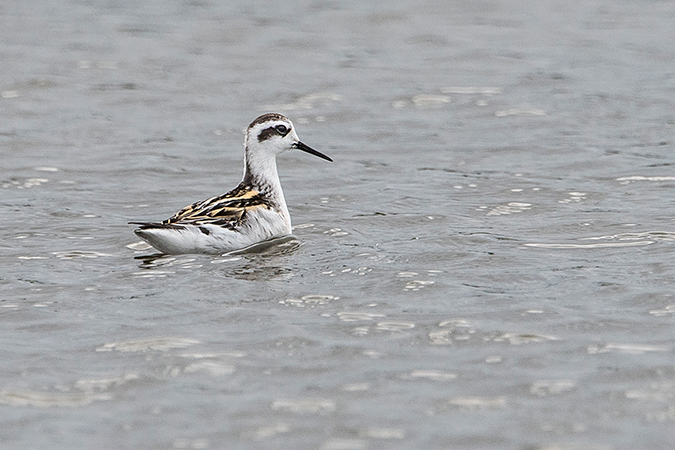 Red-necked Phalarope