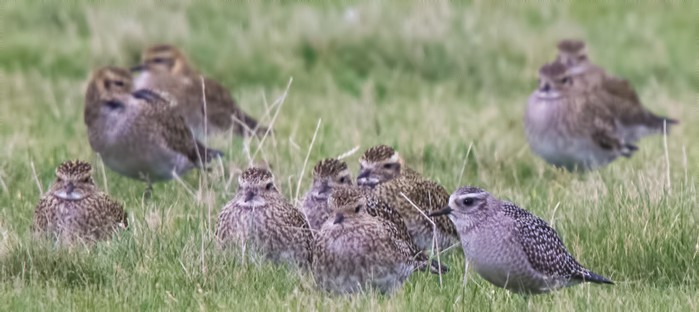 American Golden Plover