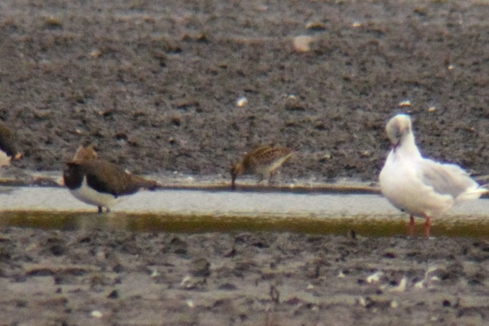 Pectoral Sandpiper