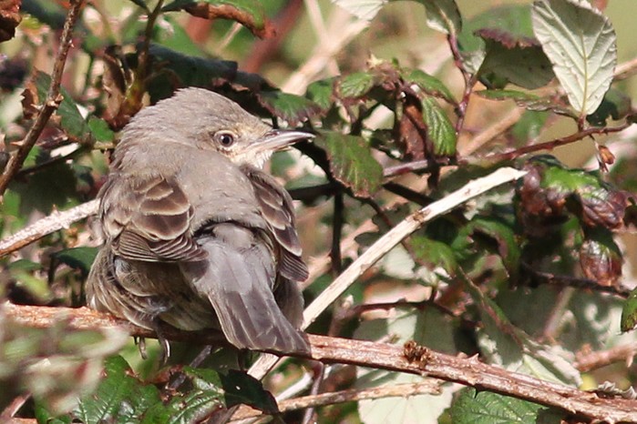 Barred Warbler