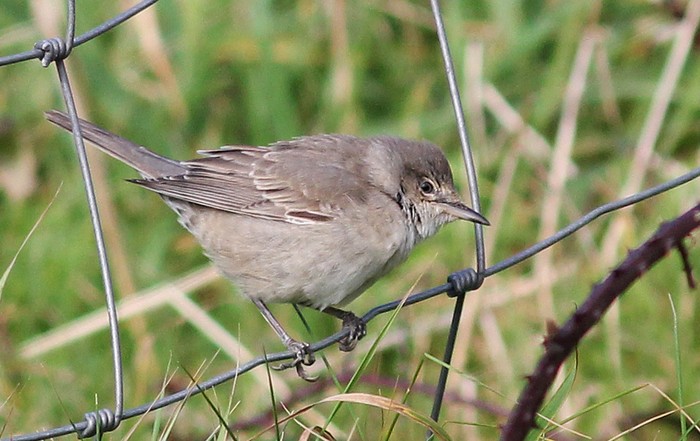 Barred Warbler