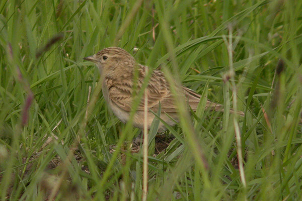 Short-toed Lark