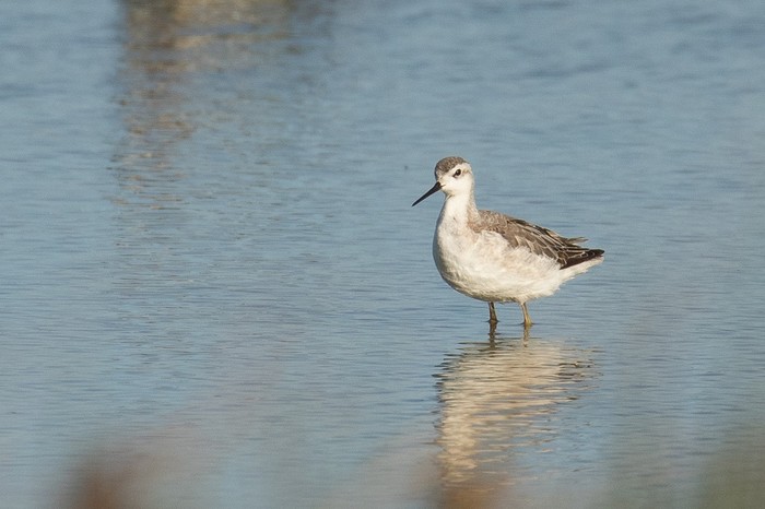 Wilson's Phalarope