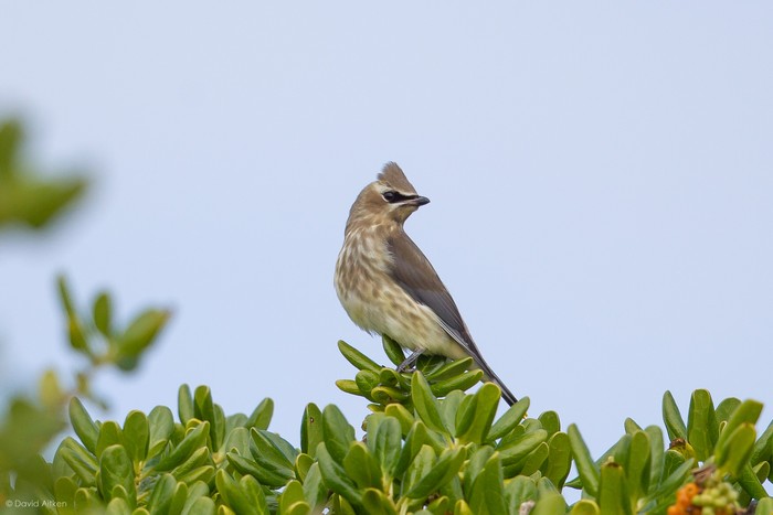 Cedar Waxwing