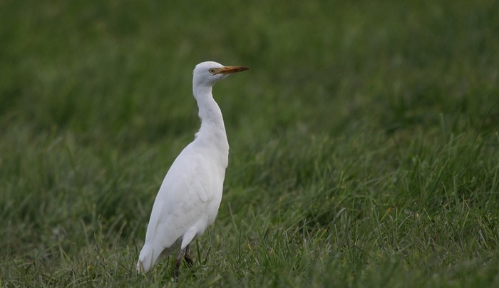 Cattle Egret