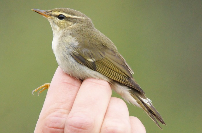 Arctic Warbler