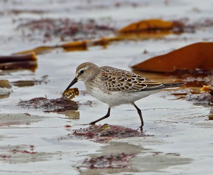 White-rumped Sandpiper