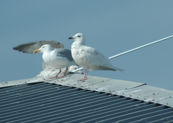 Iceland Gull