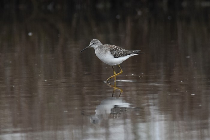 Lesser Yellowlegs