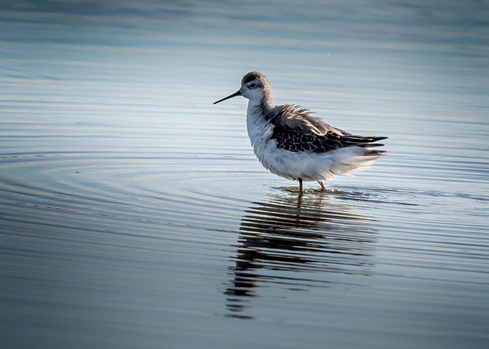 Wilson's Phalarope