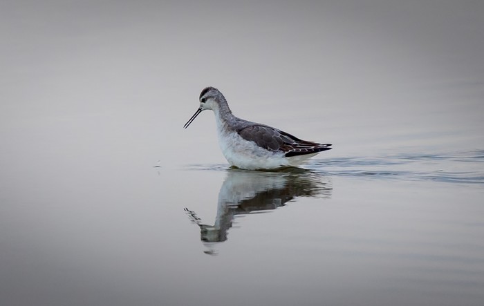 Wilson's Phalarope