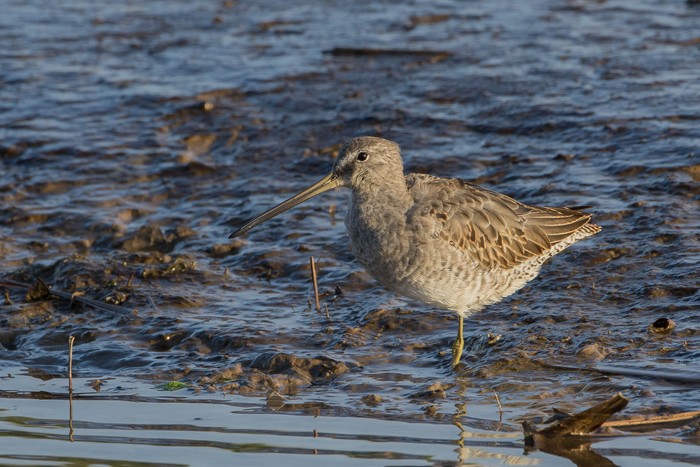Long-billed Dowitcher