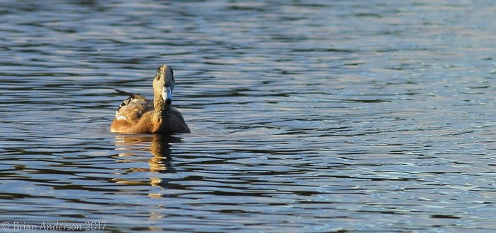 American Wigeon