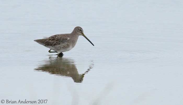 Long-billed Dowitcher