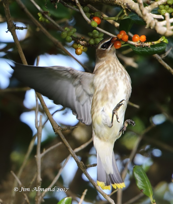 Cedar Waxwing