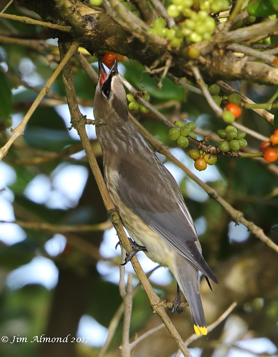 Cedar Waxwing