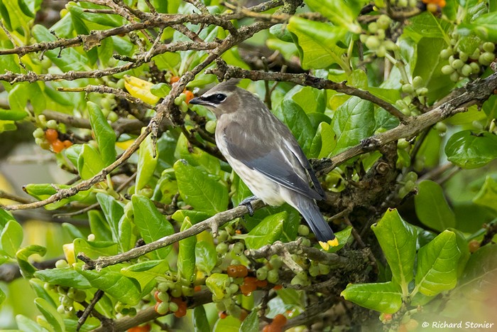 Cedar Waxwing