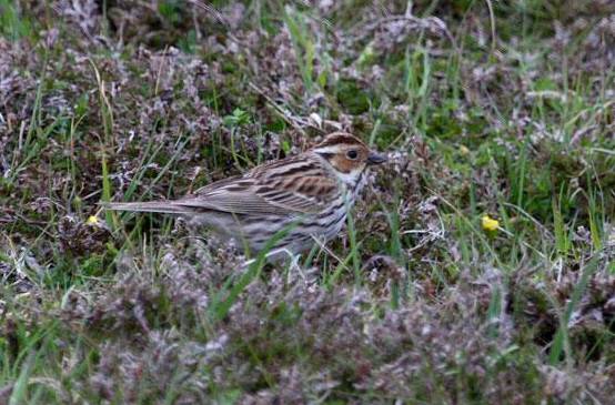 Little Bunting
