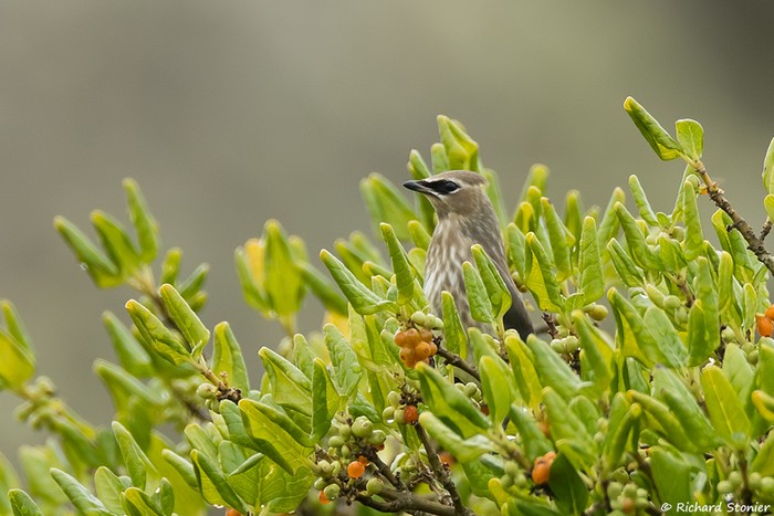Cedar Waxwing