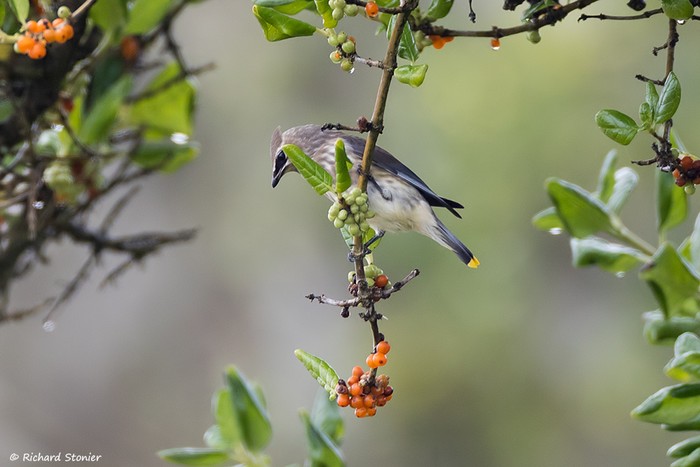 Cedar Waxwing