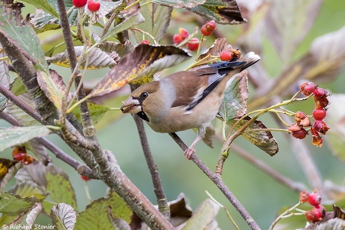 Hawfinch