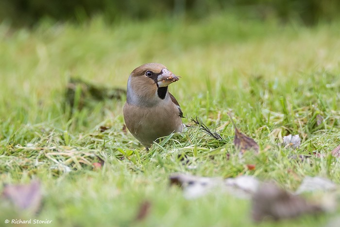 Hawfinch