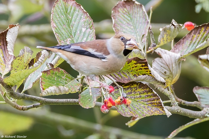 Hawfinch