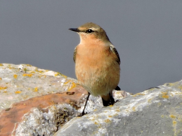 Wheatear