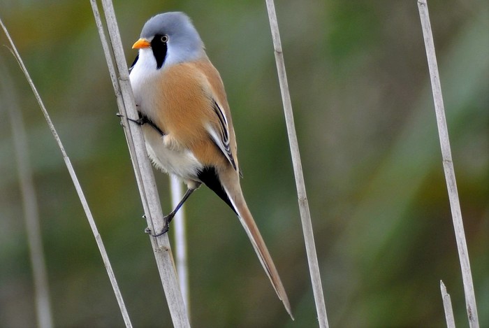Bearded Tit