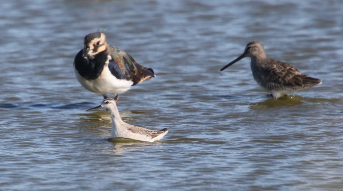Long-billed Dowitcher