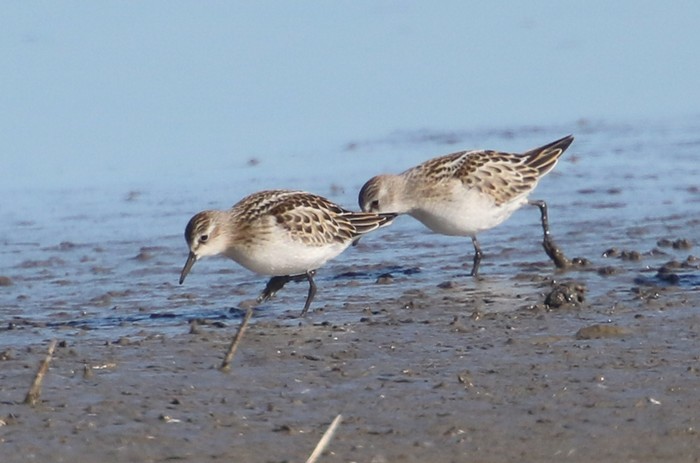 Little Stint