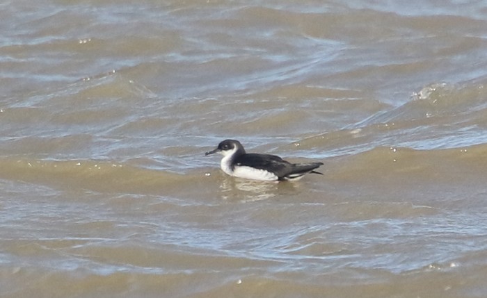 Manx Shearwater