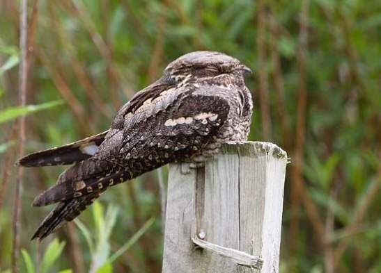 Nightjar