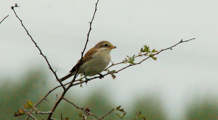 Red-backed Shrike
