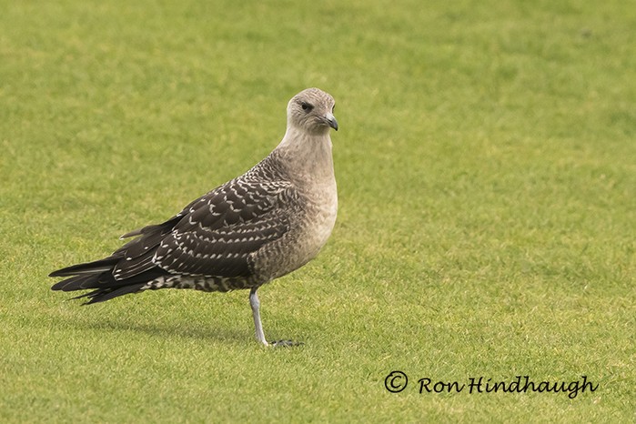Long-tailed Skua