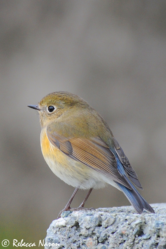 Red-flanked Bluetail